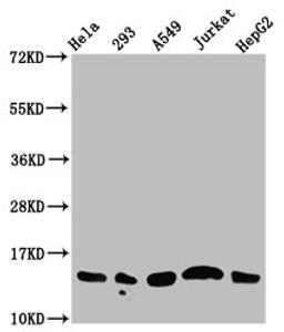Western Blot. Positive WB detected in: Hela whole cell lysate, 293 whole cell lysate, A549 whole cell lysate, Jurkat whole cell lysate, HepG2 whole cell lysate (all treated with 30mM sodium butyrate for 4h). All lanes: HIST1H2AG antibody at 1.25µg/ml. Secondary. Goat polyclonal to rabbit IgG at 1/50000 dilution. Predicted band size: 15 kDa. Observed band size: 15 kDa