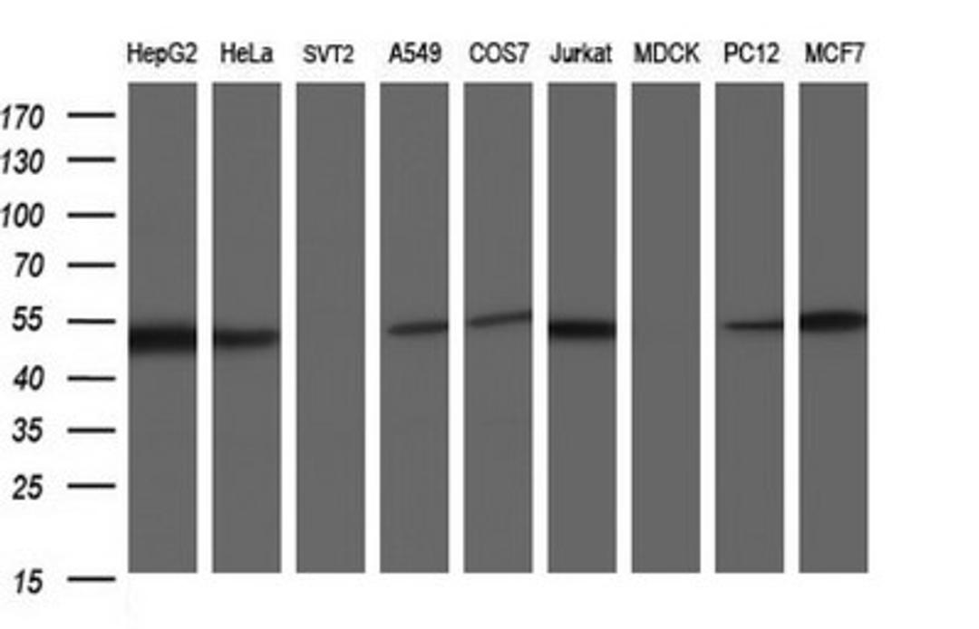 Western Blot: Secernin-1 Antibody (1F2) [NBP2-45727] - Analysis of extracts (35ug) from 9 different cell lines (HepG2: human; HeLa: human; SVT2: mouse; A549: human; COS7: monkey; Jurkat: human; MDCK: canine; PC12: rat; MCF7: human).