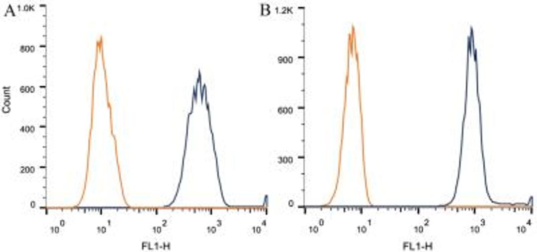 Flow Cytometry: alpha Tubulin Antibody (DM1A) [NB100-690] - Intracellular flow cytometric staining of 1 x 10^6 CHO (A) and HEK-293 (B) cells using alpha Tubulin antibody (dark blue). Isotype control shown in orange. An antibody concentration of 1 ug/1x10^6 cells was used.