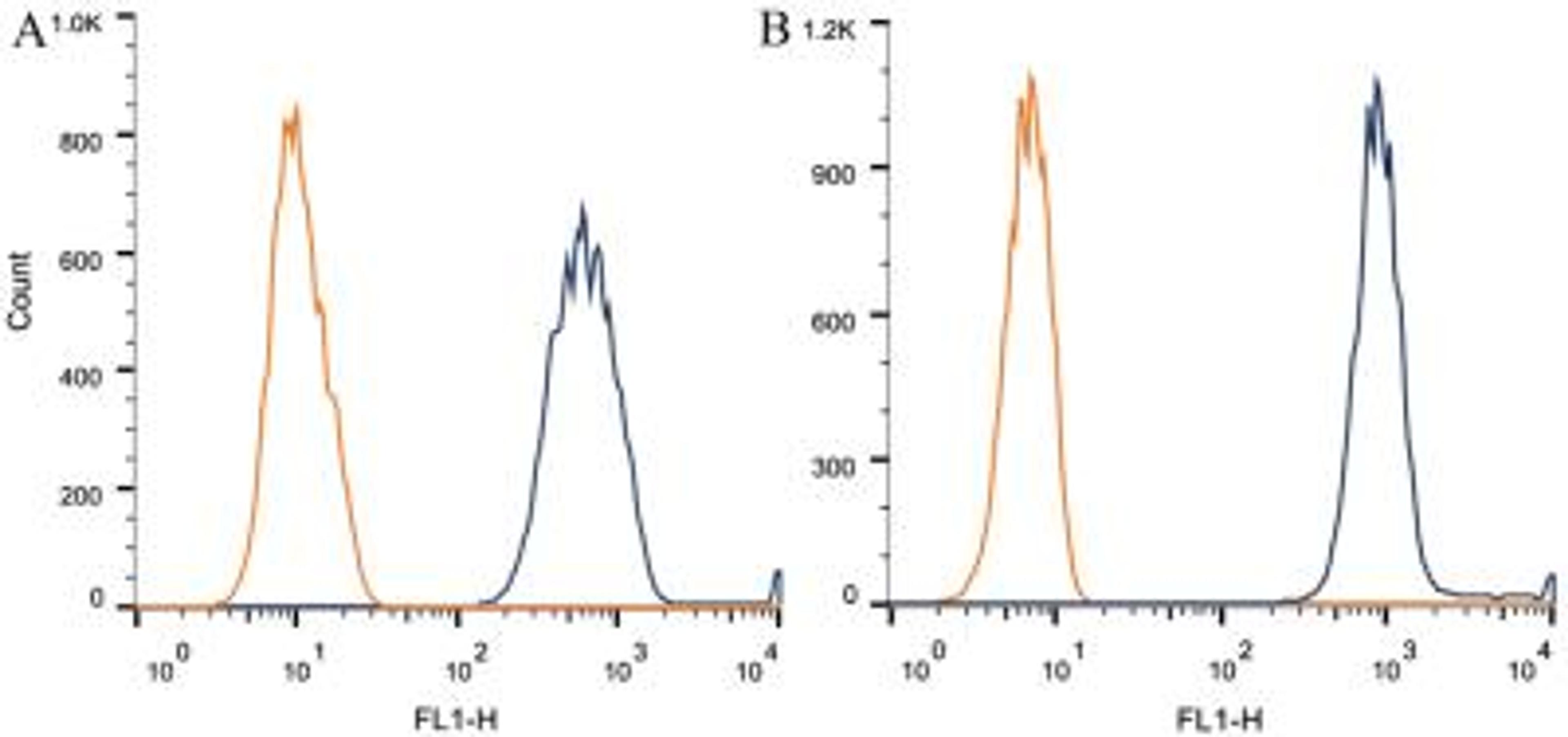 Flow Cytometry: alpha Tubulin Antibody (DM1A) [NB100-690] - Intracellular flow cytometric staining of 1 x 10^6 CHO (A) and HEK-293 (B) cells using alpha Tubulin antibody (dark blue). Isotype control shown in orange. An antibody concentration of 1 ug/1x10^6 cells was used.