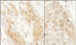 Detection of human and mouse DJ-1 by immunohistochemistry.