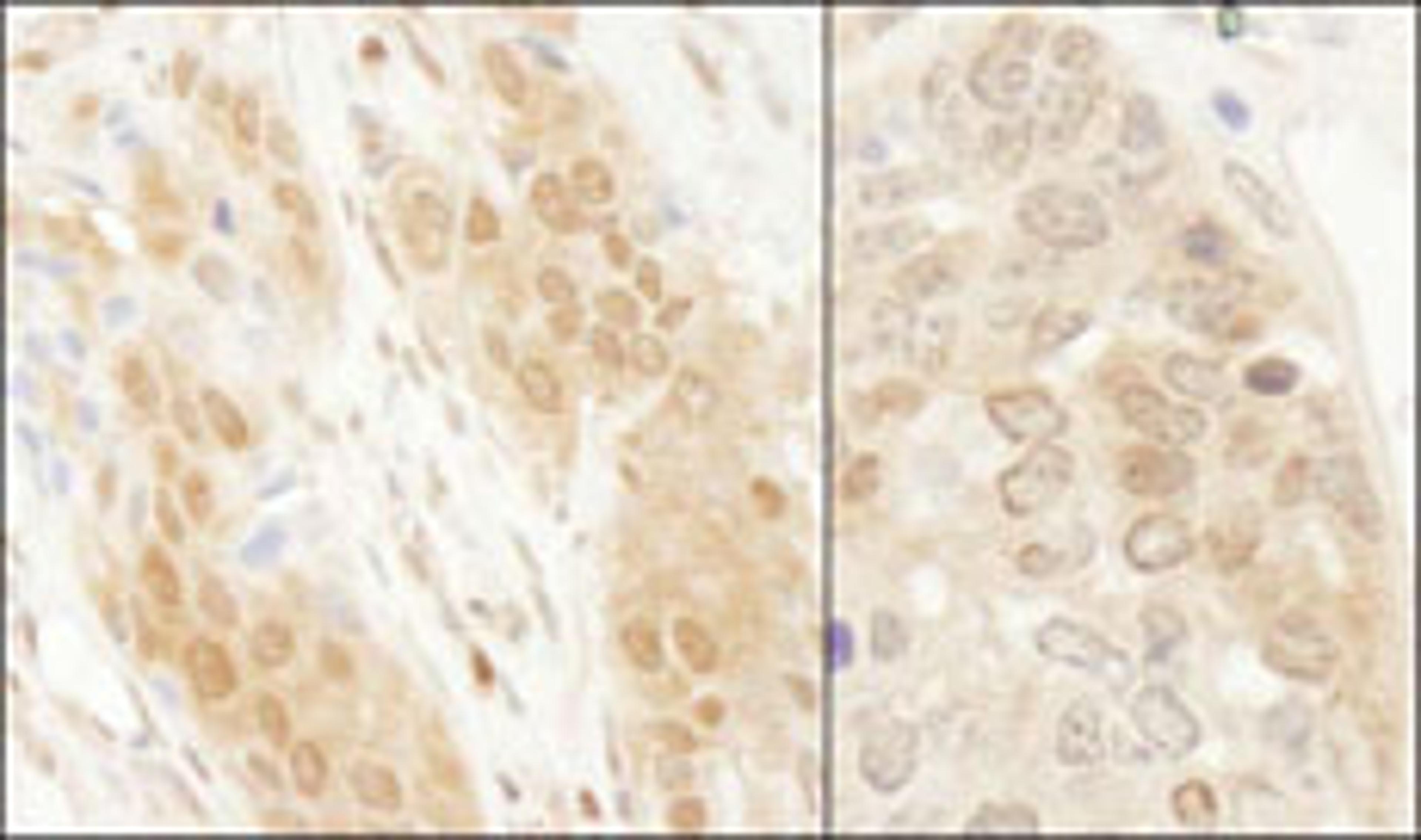 Detection of human and mouse DJ-1 by immunohistochemistry.