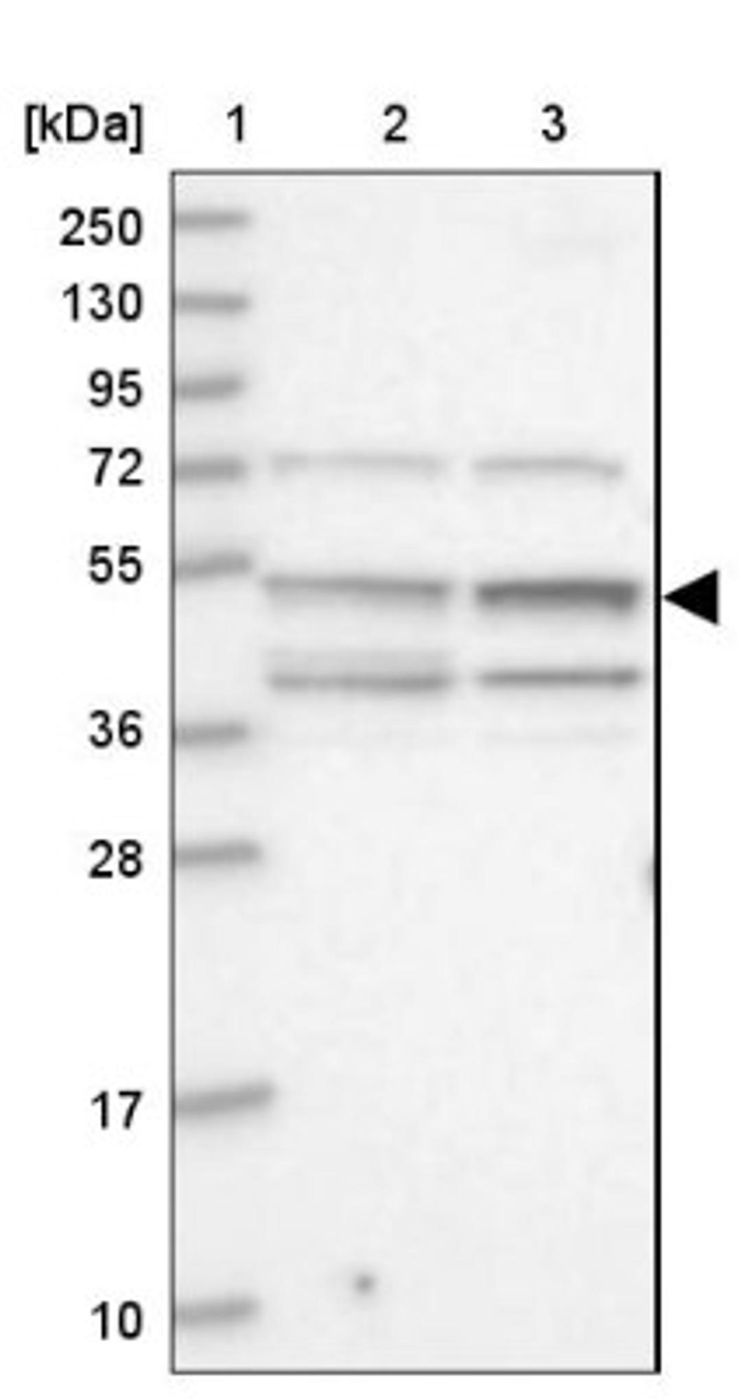 Western Blot: UBA3 Antibody [NBP1-83150] - Lane 1: Marker [kDa] 250, 130, 95, 72, 55, 36, 28, 17, 10<br/>Lane 2: Human cell line RT-4<br/>Lane 3: Human cell line U-251MG sp