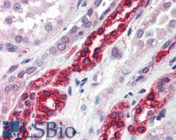 45-668 (5ug/ml) staining of paraffin embedded Human Kidney. Steamed antigen retrieval with citrate buffer pH 6, AP-staining.