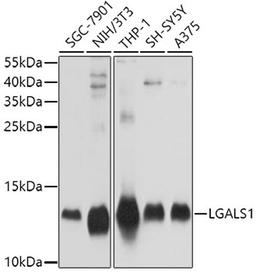 Western blot - LGALS1 antibody (A1580)