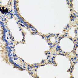 Immunohistochemistry - IL36G antibody (A8304)