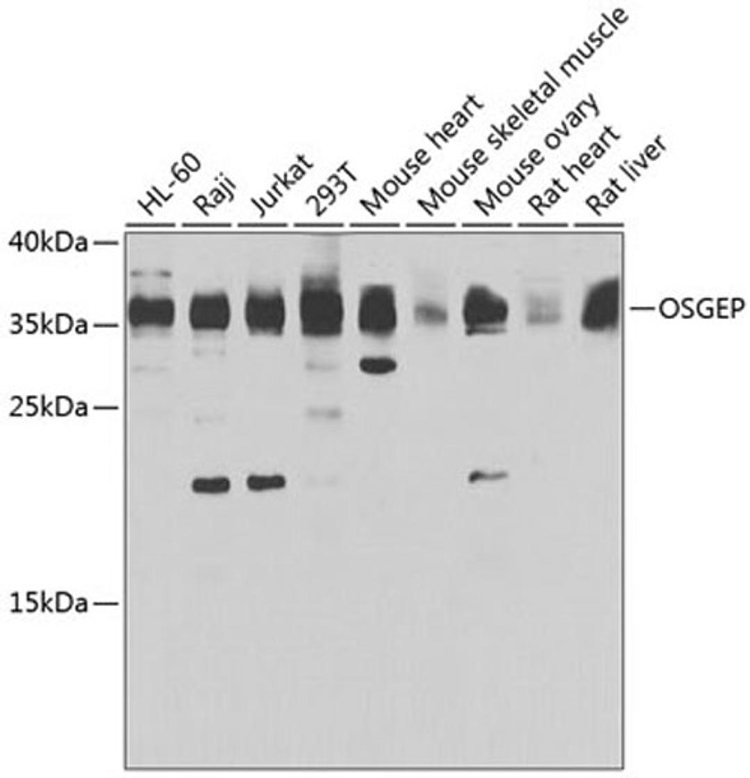 Western blot - OSGEP antibody (A7473)