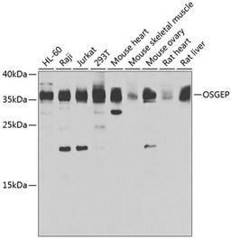 Western blot - OSGEP antibody (A7473)