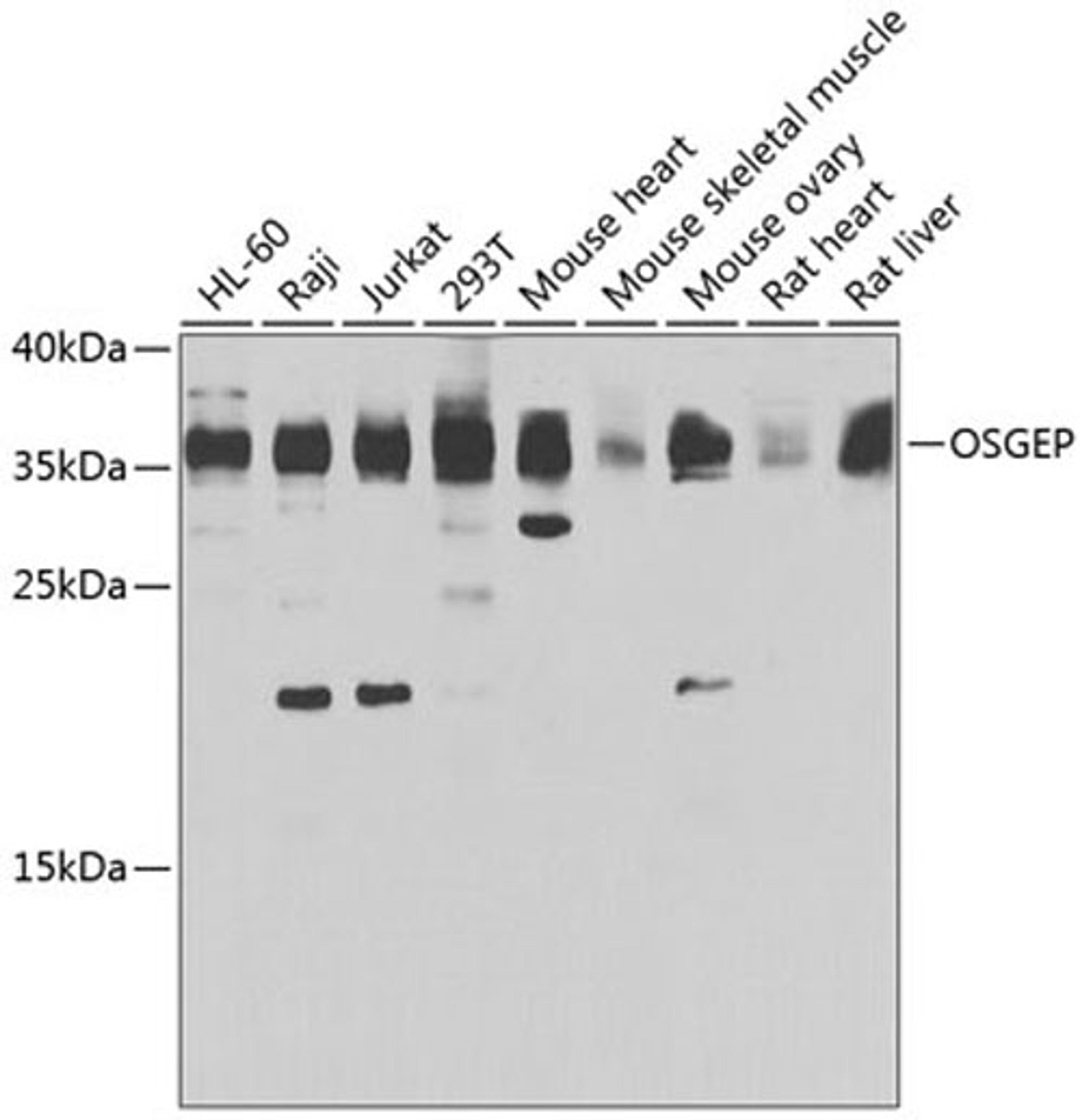 Western blot - OSGEP antibody (A7473)