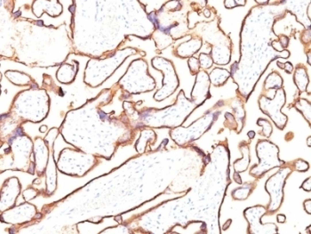 Formalin-fixed, paraffin-embedded human placenta stained with placental Alkaline Phosphatase antibody (PL8-F6).