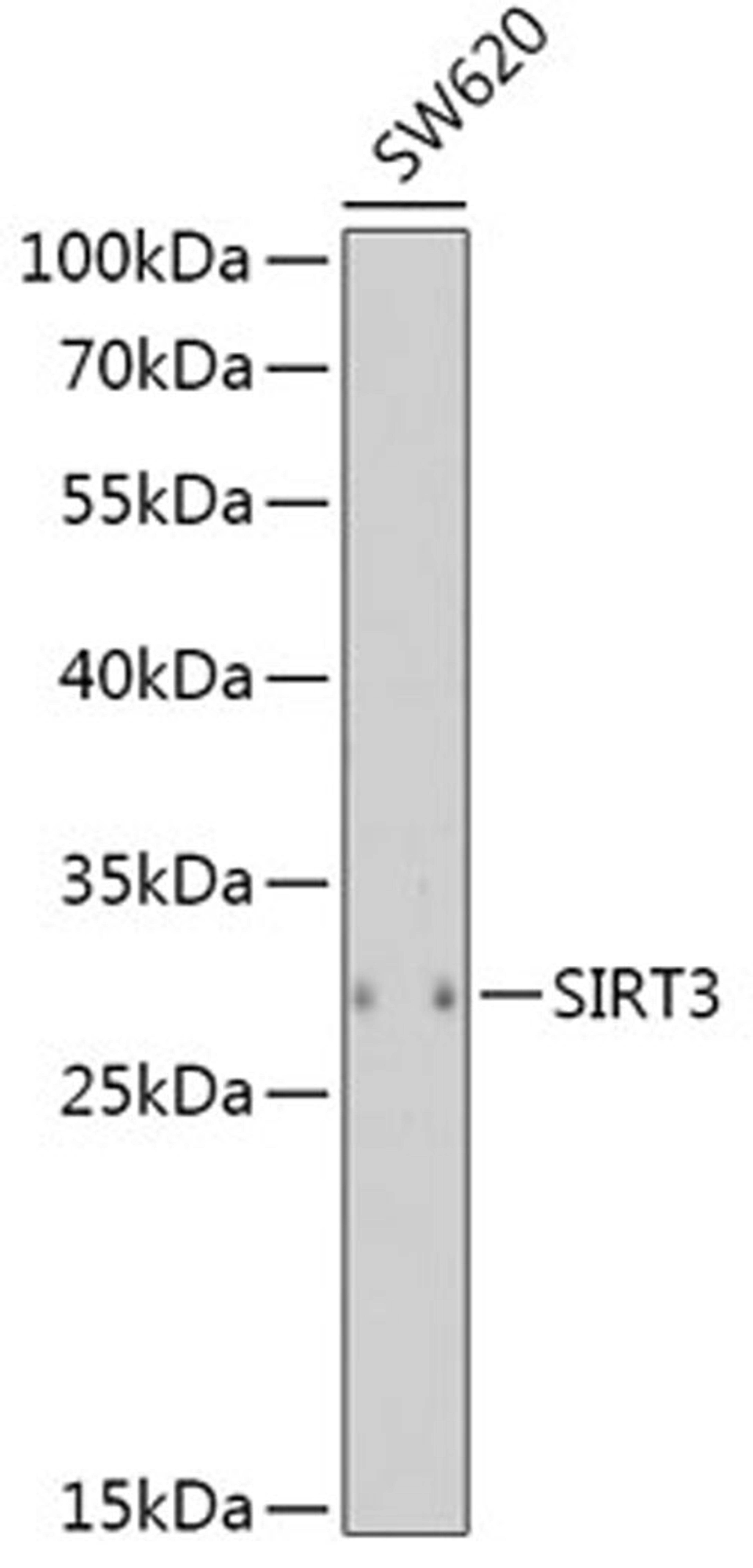 Western blot - SIRT3 antibody (A5718)