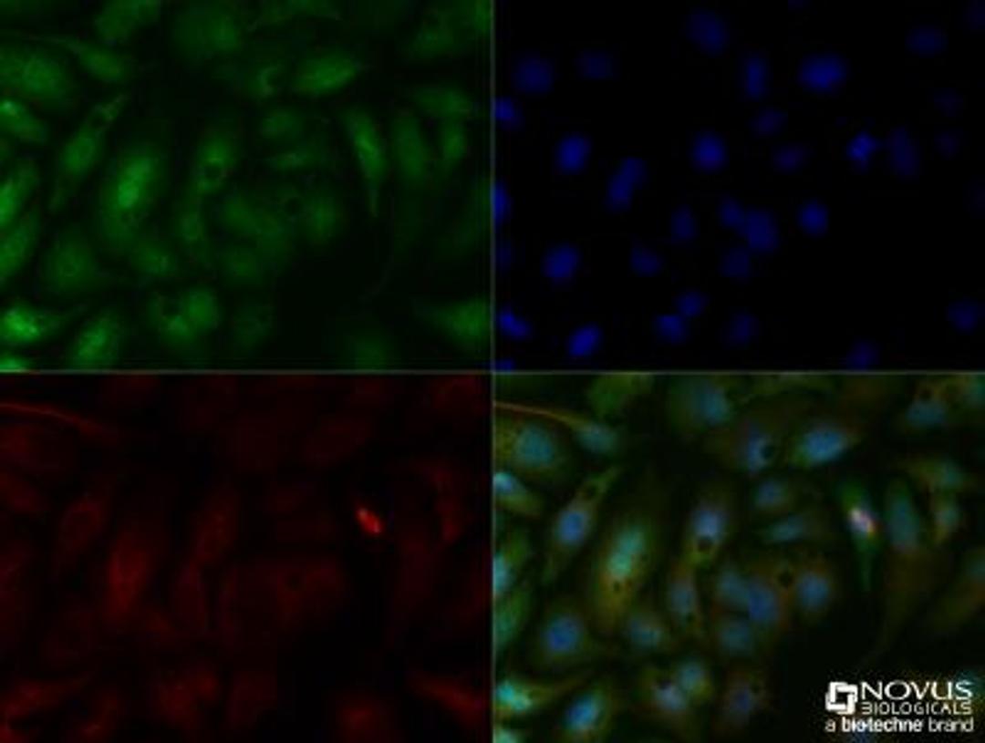 Immunocytochemistry/Immunofluorescence: SMAD6 Antibody [NB100-56440] - HepG2 cells were fixed for 10 minutes using 10% formalin and then permeabilized for 5 minutes using 1X TBS + 0.5% Triton-X100. The cells were incubated with anti-SMAD6 (NB100-56440) at a 1:100 dilution overnight at 4C and detected with an anti-rabbit Dylight 488 (Green) at a 1:500 dilution. Alpha tubulin was used as a co-stain at a 1:1000 dilution and detected with an anti-mouse Dylight 550 (Red) at a 1:500 dilution. Nuclei were counterstained with DAPI (Blue). Cells were imaged using a 40X objective.