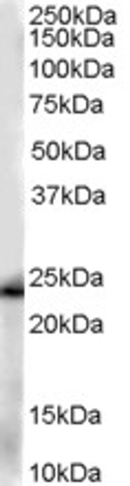 45-713 (0.01ug/ml) staining of Human Kidney lysate (35ug protein in RIPA buffer). Primary incubation was 1 hour. Detected by chemiluminescence.