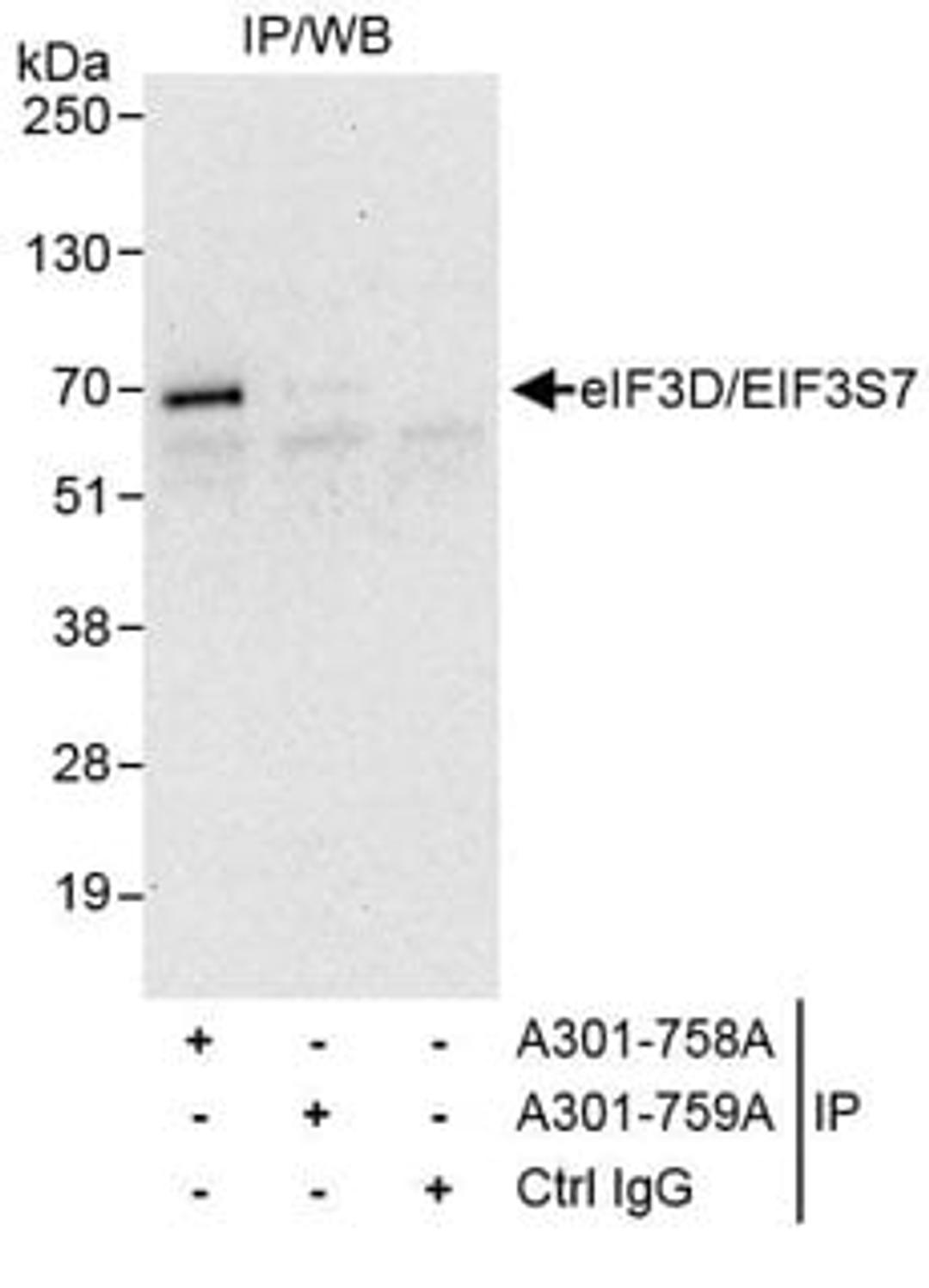 Detection of human eIF3D/EIF3S7 by western blot of immunoprecipitates.