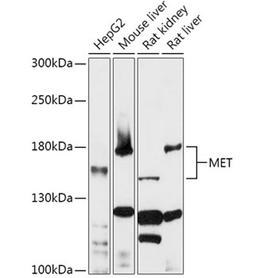 Western blot - MET antibody (A0040)