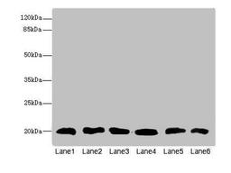 Western blot. All lanes: CFL2 antibody at 3.75µg/ml. Lane 1: Mouse brain tissue. Lane 2: Mouse liver tissue. Lane 3: Mouse lung tissue. Lane 4: LO2 whole cell lysate. Lane 5: Hela whole cell lysate. Lane 6: A549 whole cell lysate. Secondary. Goat polyclonal to rabbit IgG at 1/10000 dilution. Predicted band size: 19, 17 kDa. Observed band size: 19 kDa