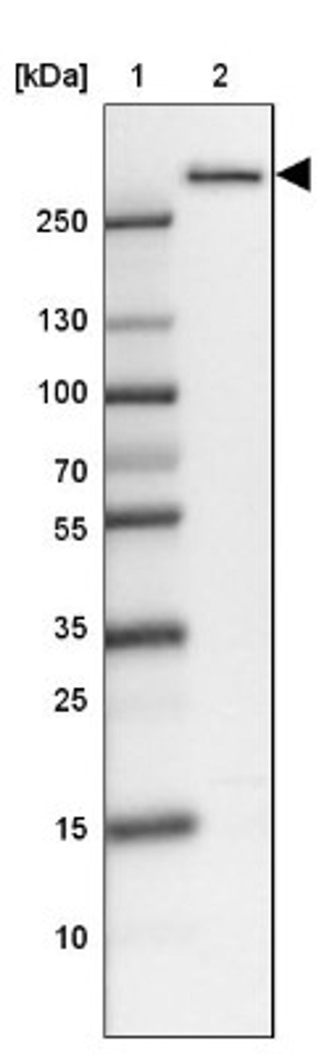 Western Blot: WDR9 Antibody [NBP1-89878] - Lane 1: Marker [kDa] 250, 130, 100, 70, 55, 35, 25, 15, 10<br/>Lane 2: HEL