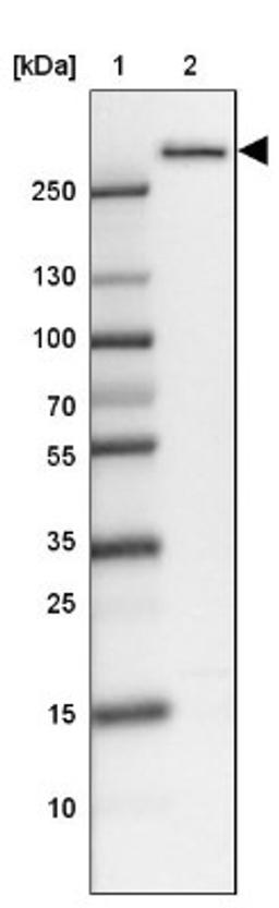 Western Blot: WDR9 Antibody [NBP1-89878] - Lane 1: Marker [kDa] 250, 130, 100, 70, 55, 35, 25, 15, 10<br/>Lane 2: HEL