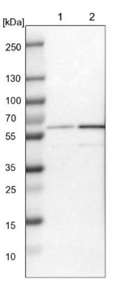 Western Blot: PRPF4 Antibody [NBP1-83217] - Lane 1: NIH-3T3 cell lysate (Mouse embryonic fibroblast cells)<br/>Lane 2: NBT-II cell lysate (Rat Wistar bladder tumour cells)