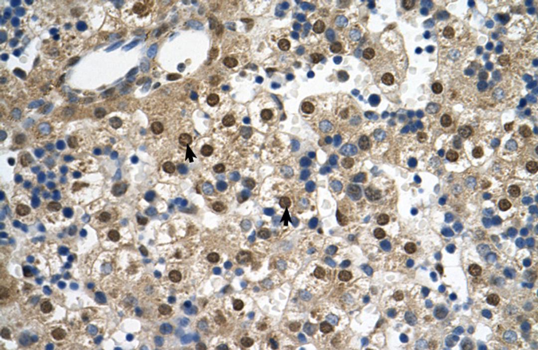 Antibody used in IHC on Human Liver at 4.0-8.0 ug/ml.