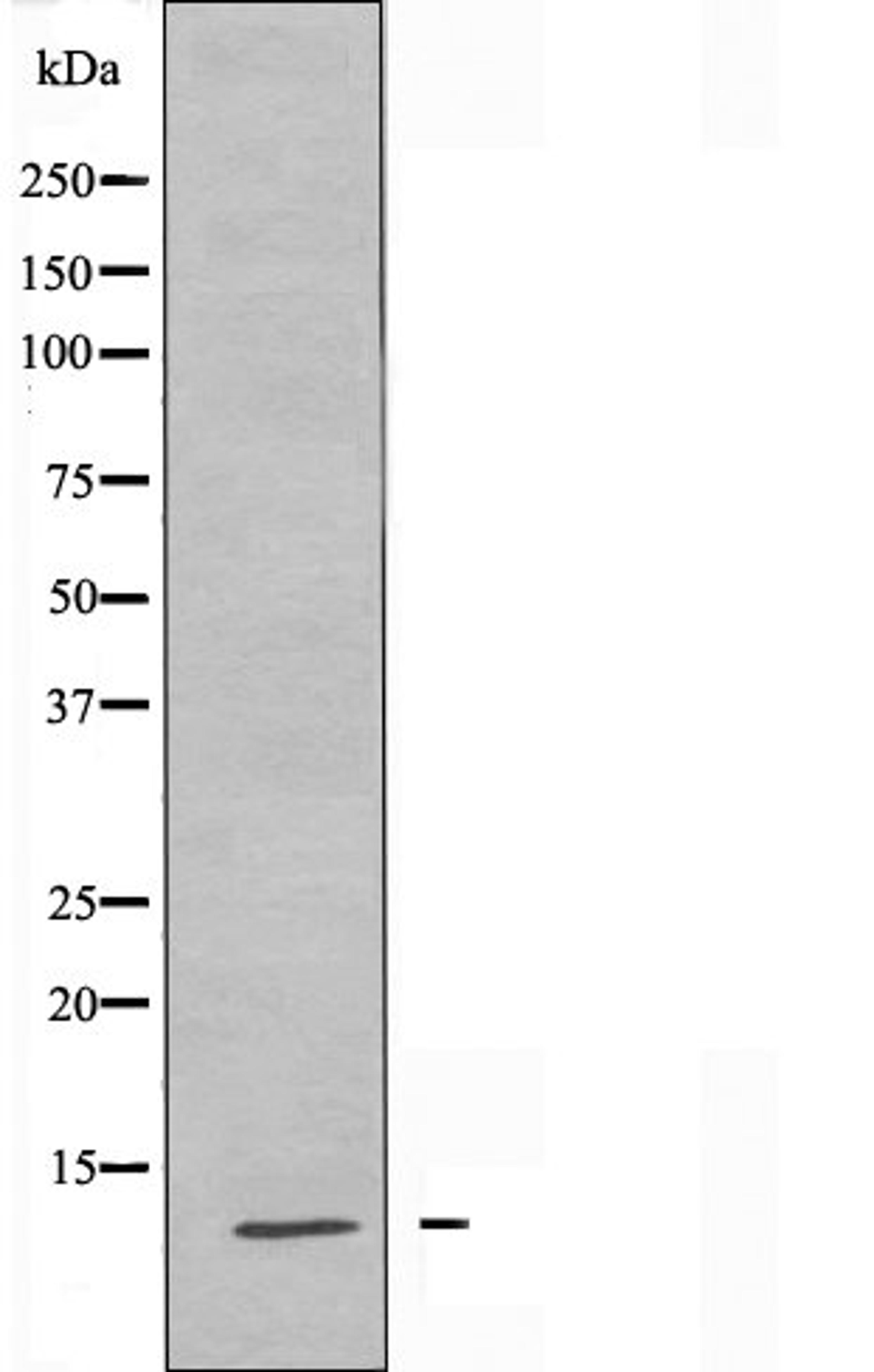 Western blot analysis of COS7 cells using Histone H4 (Acetyl-Lys5) antibody