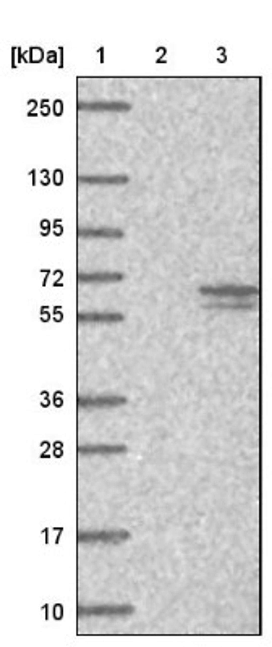 Western Blot: CCDC77 Antibody [NBP1-93521] - Lane 1: Marker [kDa] 250, 130, 95, 72, 55, 36, 28, 17, 10<br/>Lane 2: Negative control (vector only transfected HEK293T lysate)<br/>Lane 3: Over-expression lysate (Co-expressed with a C-terminal myc-DDK tag (~3.1 kDa) in mammalian HEK293T cells, LY410195)