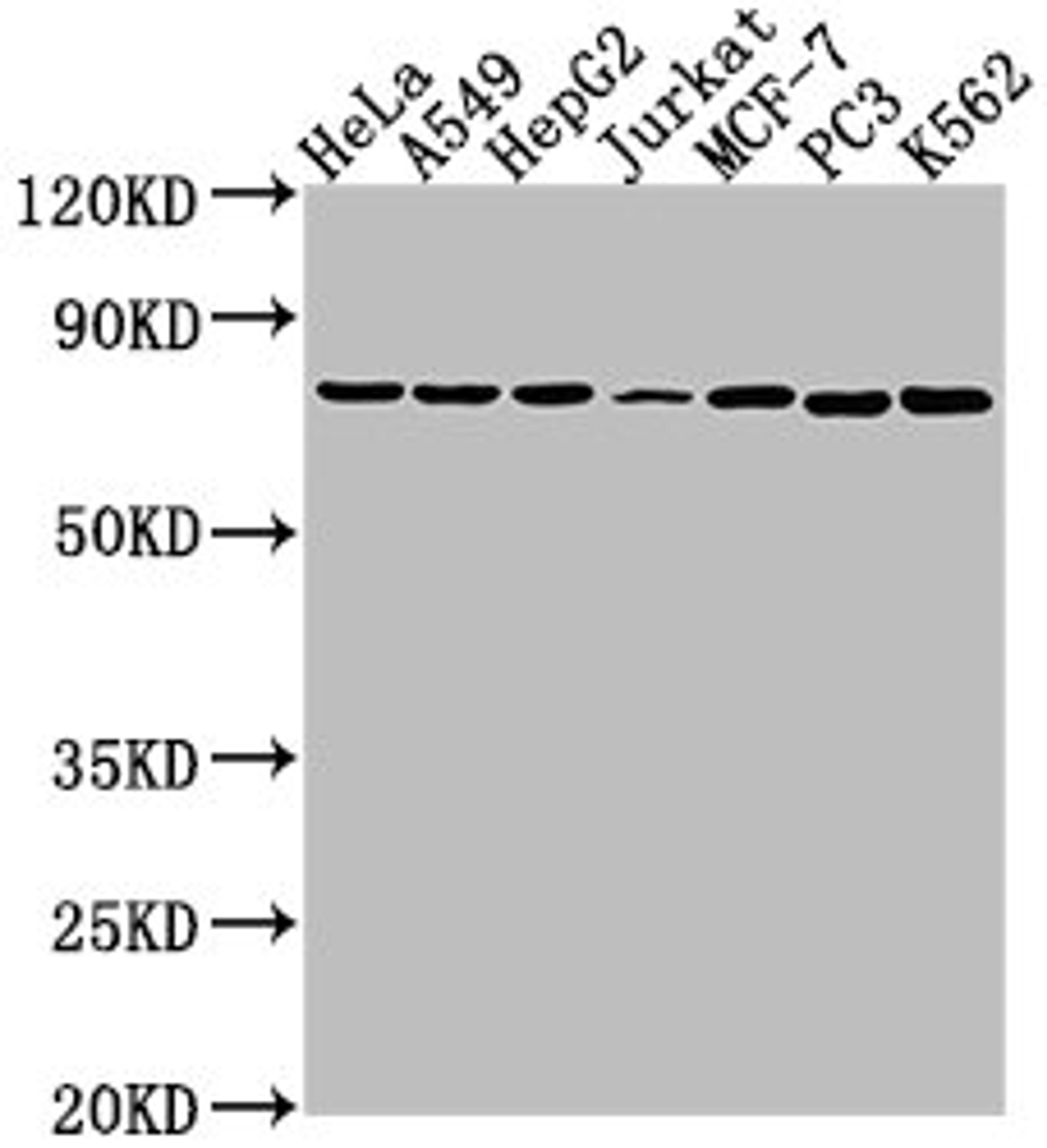 Western Blot. Positive WB detected in: Hela whole cell lysate, A549 whole cell lysate, HepG2 whole cell lysate, Jurkat whole cell lysate, MCF-7 whole cell lysate, PC3 whole cell lysate, K562 whole cell lysate. All lanes: HSPA1B antibody at 1:2000. Secondary. Goat polyclonal to rabbit IgG at 1/50000 dilution. Predicted band size: 71 kDa. Observed band size: 71 kDa.