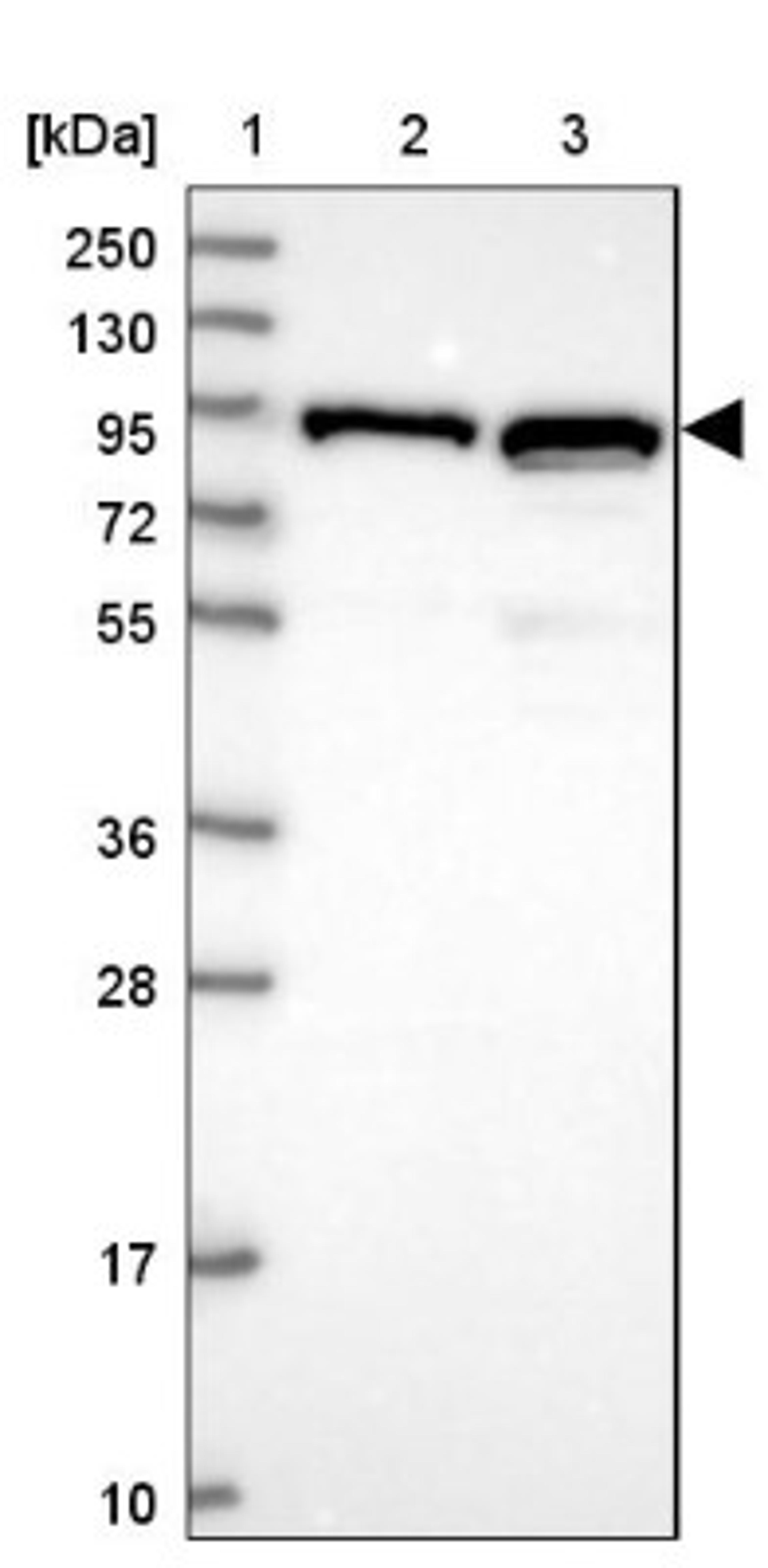 Western Blot: C3orf20 Antibody [NBP1-90544] - Lane 1: Marker [kDa] 250, 130, 95, 72, 55, 36, 28, 17, 10<br/>Lane 2: Human cell line RT-4<br/>Lane 3: Human cell line U-251MG sp