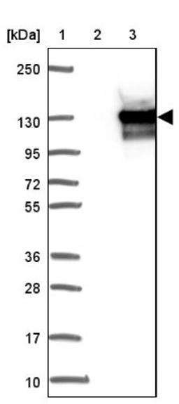 Western Blot: OXR1 Antibody [NBP1-86391] - Lane 1: Marker [kDa] 250, 130, 95, 72, 55, 36, 28, 17, 10<br/>Lane 2: Negative control (vector only transfected HEK293T lysate)<br/>Lane 3: Over-expression lysate (Co-expressed with a C-terminal myc-DDK tag (~3.1 kDa) in mammalian HEK293T cells, LY405747)