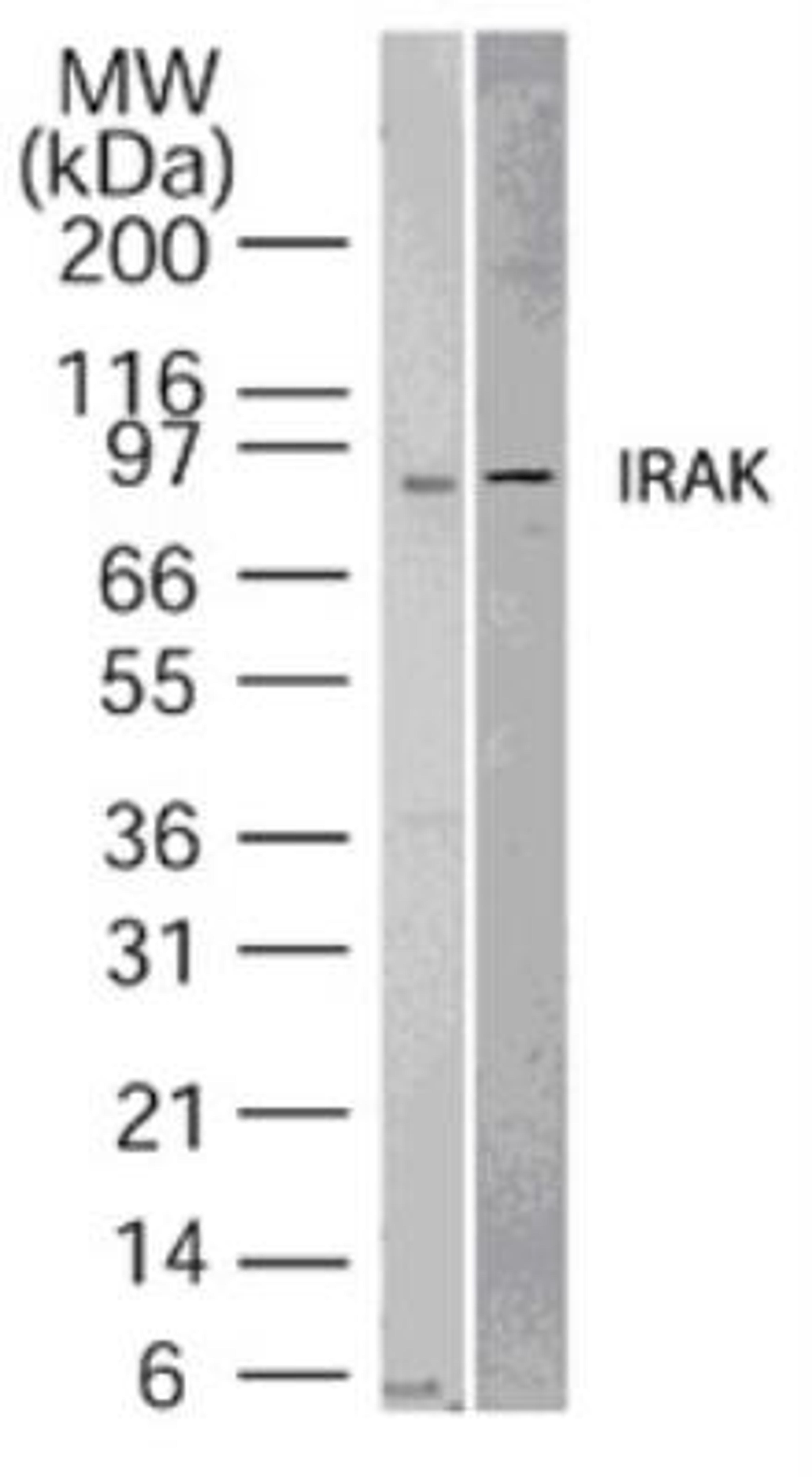 Western Blot: IRAK1 Antibody [NB100-56699] - IRAK Antibody [NB100-56699] - Analysis of IRAK-1 in 1) human HeLa and 2) mouse NIH3T3 lysate using IRAK-1 antibody at 1 ug/ml.