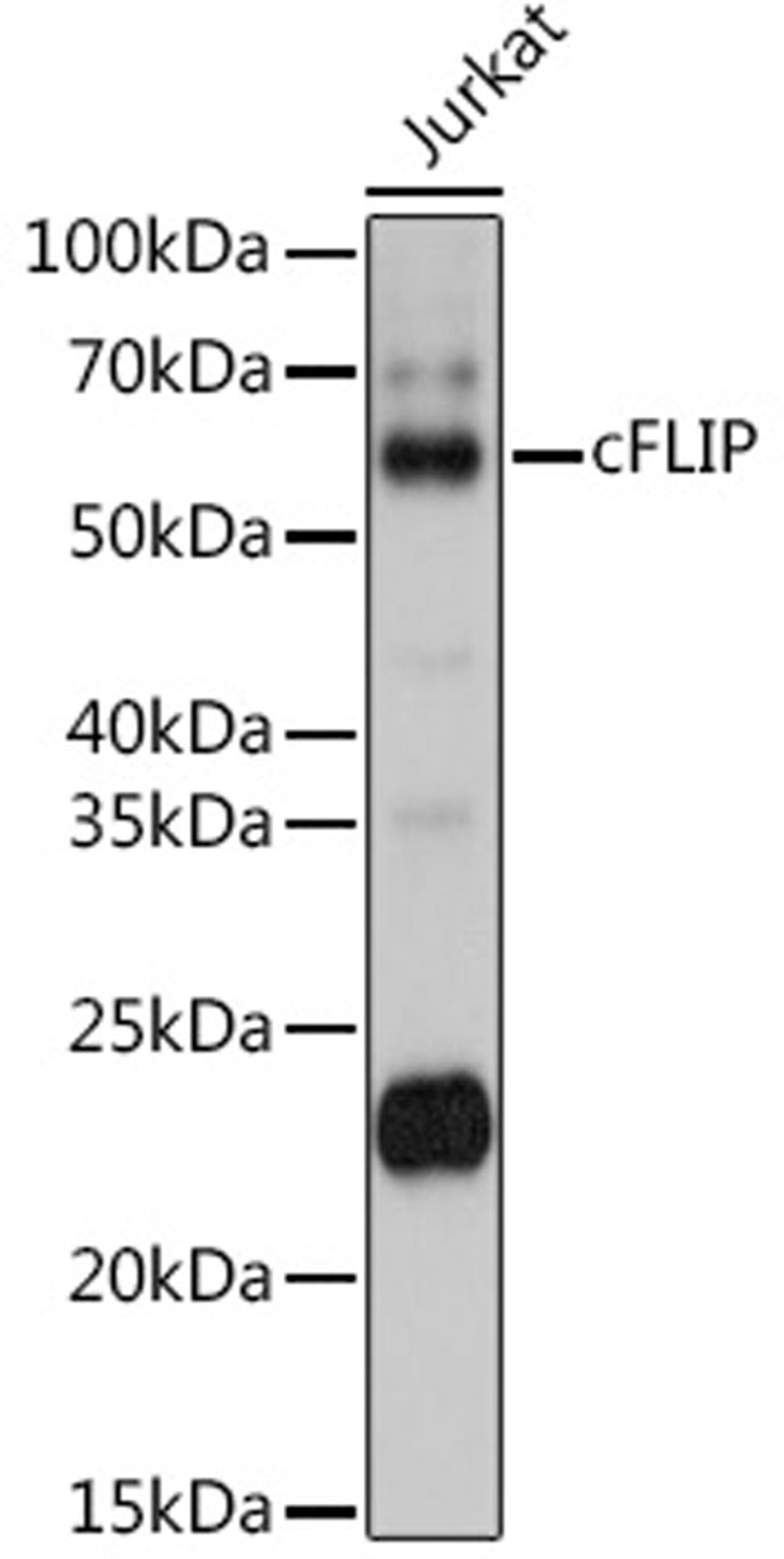 Western blot - cFLIP antibody (A2555)