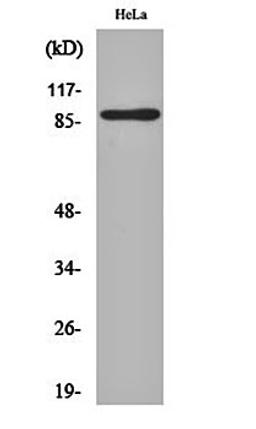 Western blot analysis of Hela cell lysates using MARK1/2/3/4 antibody