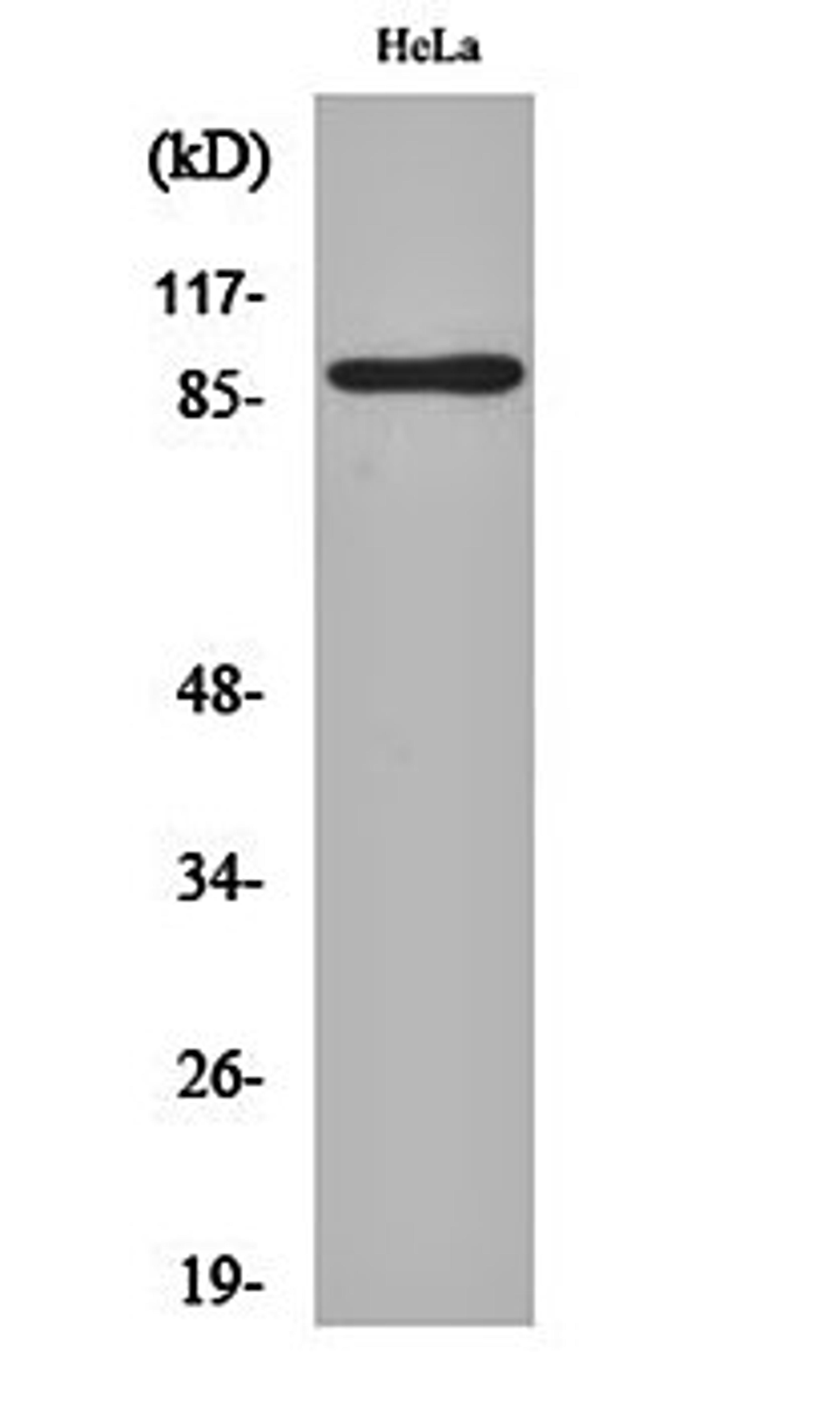 Western blot analysis of Hela cell lysates using MARK1/2/3/4 antibody