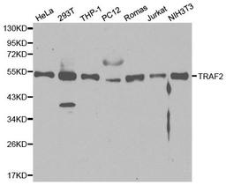 Western blot analysis of cell lysates using Rabbit anti TRAF2 antibody