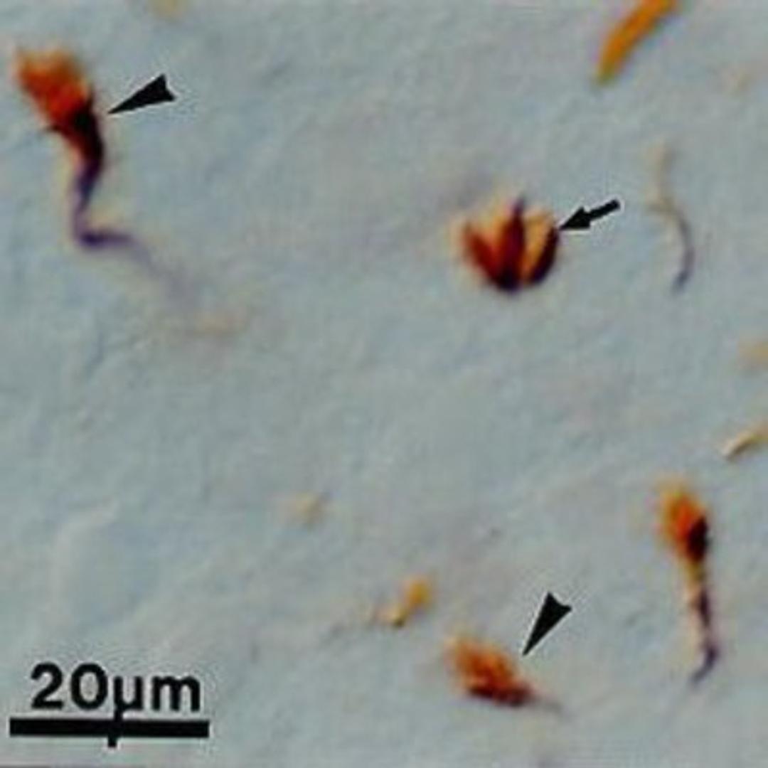 Immunohistochemistry-Paraffin: Growth Cone Antibody (2G13) [NB600-785] - Staining of growth cones of primary olfactory neurons within the olfactory bulb in the developing rat brain using NB 600-785.