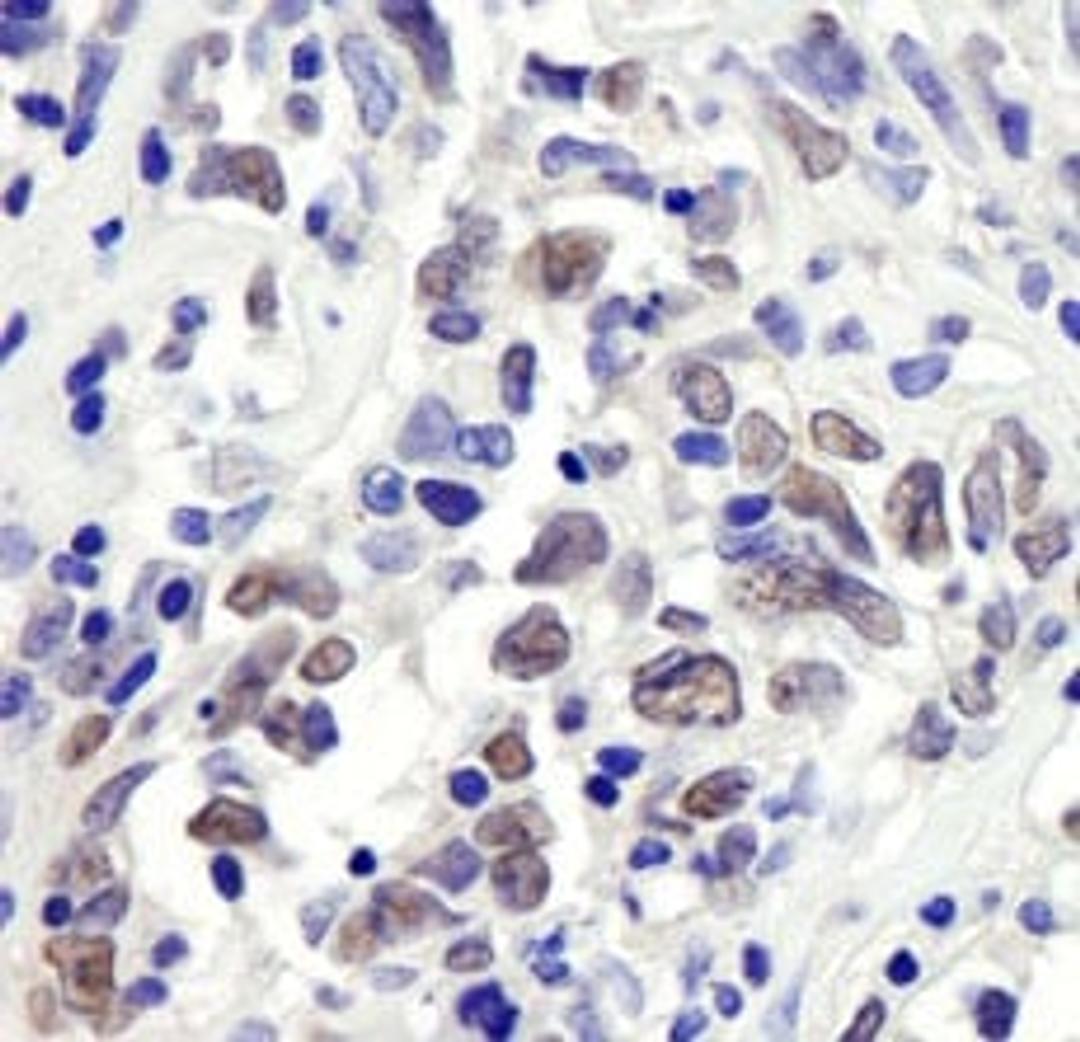 Detection of human RbBP7 by immunohistochemistry.