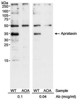 Western Blot: Aprataxin Antibody [NB100-534] - Whole cell  lysate (50 ug) from normal human lymphoblasts (C3ABR cells; WT) or lymphoblasts from an AOA patient (738RM cells; AOA).  Antibody used at 0.1 and 0.04 ug/ml.