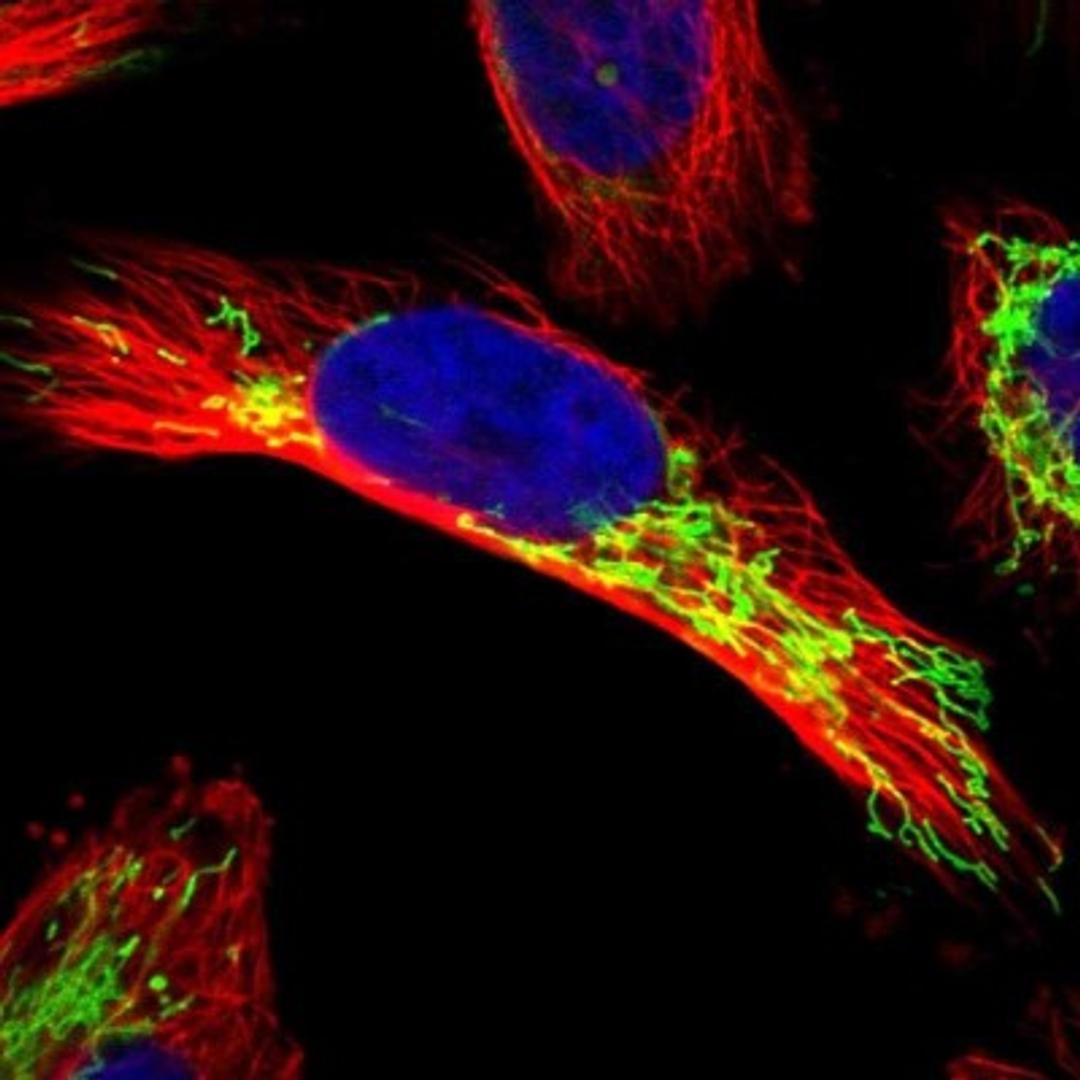 Immunocytochemistry/Immunofluorescence: APBB2 Antibody [NBP1-84700] - Staining of human cell line U-251MG shows positivity in mitochondria.