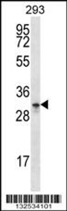 Western blot analysis in 293 cell line lysates (35ug/lane).