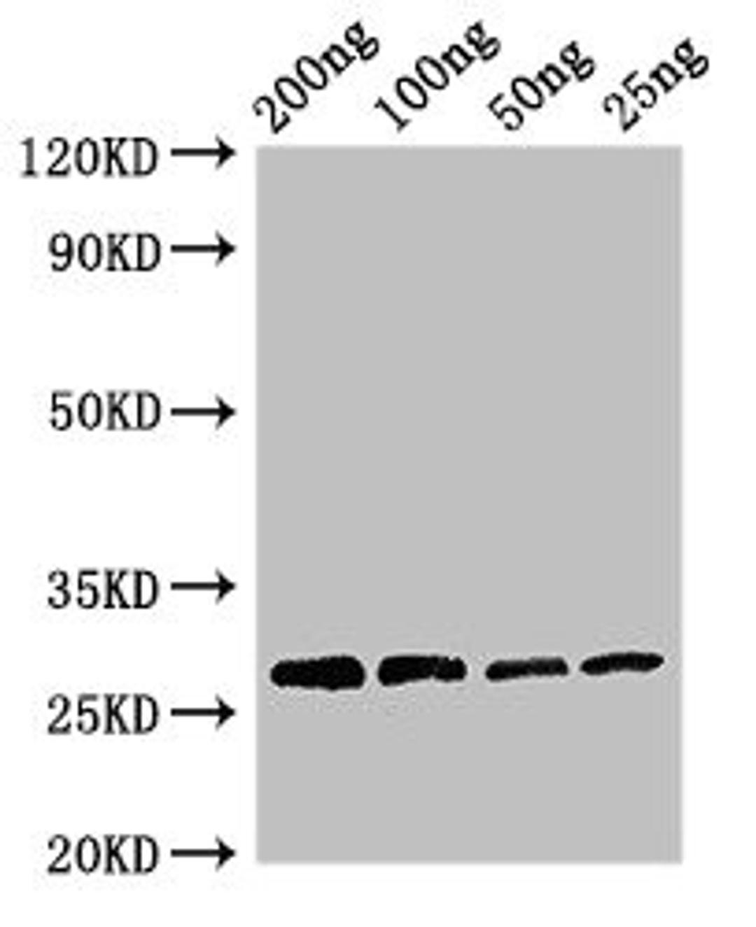 Western Blot. Positive WB detected in Recombinant protein. All lanes: Papain antibody at 3µg/ml. Secondary. Goat polyclonal to rabbit IgG at 1/50000 dilution. predicted band size: 27 kDa. observed band size: 27 kDa