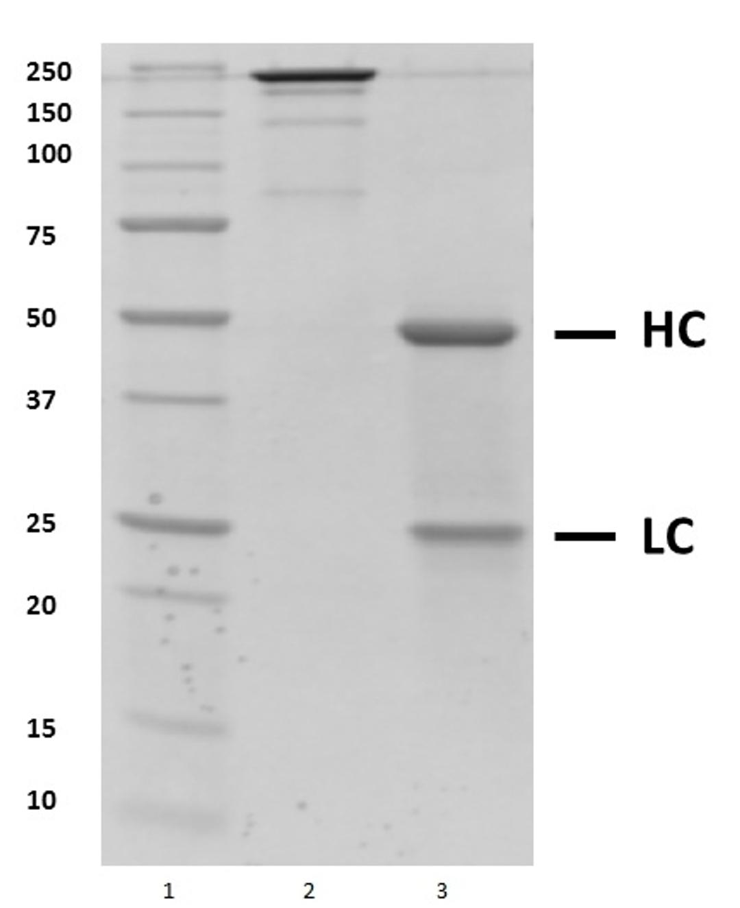 SDS-PAGE analysis of recombinant Human IgG1 Kappa