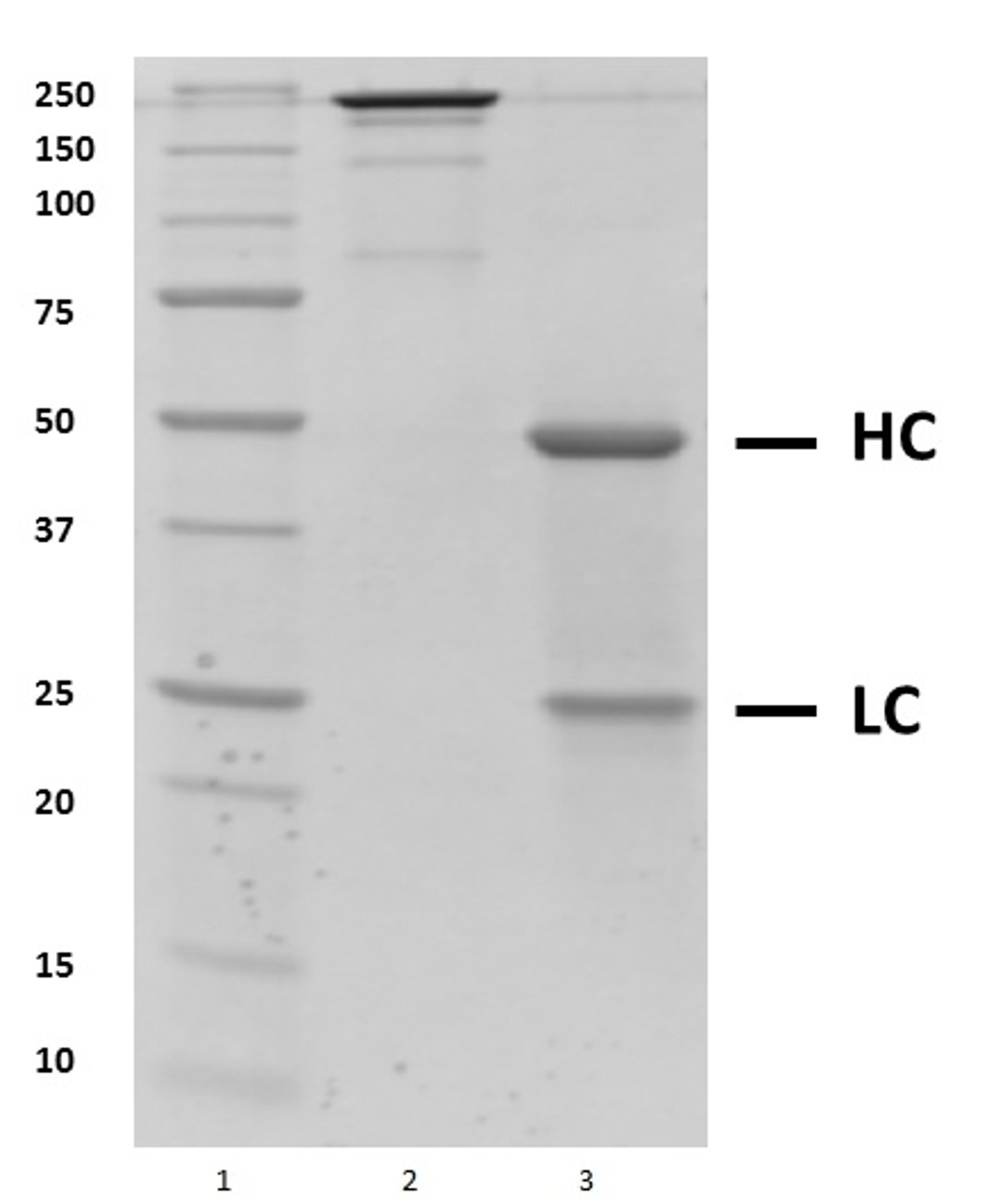 SDS-PAGE analysis of recombinant Human IgG1 Kappa