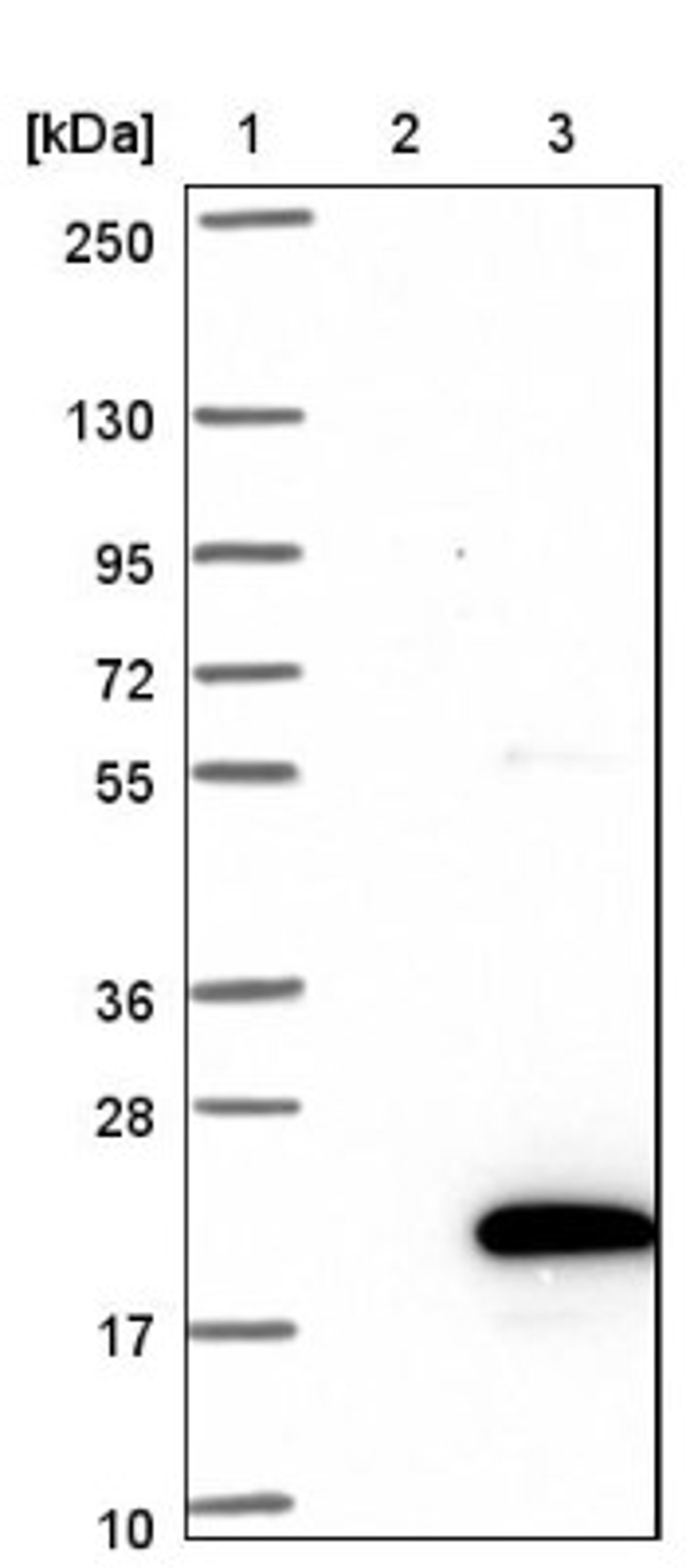 Western Blot: UBE2W Antibody [NBP1-92558] - Lane 1: Marker [kDa] 250, 130, 95, 72, 55, 36, 28, 17, 10<br/>Lane 2: Negative control (vector only transfected HEK293T lysate)<br/>Lane 3: Over-expression lysate (Co-expressed with a C-terminal myc-DDK tag (~3.1 kDa) in mammalian HEK293T cells, LY402664)