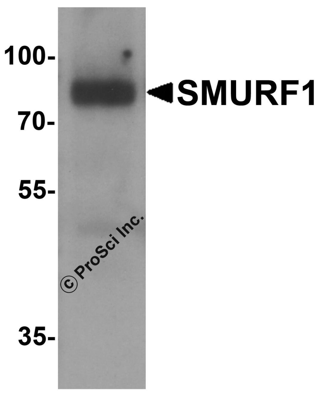 Western blot analysis of SMURF1 in 293 cell lysate with SMURF1 antibody at 1 μg/ml.