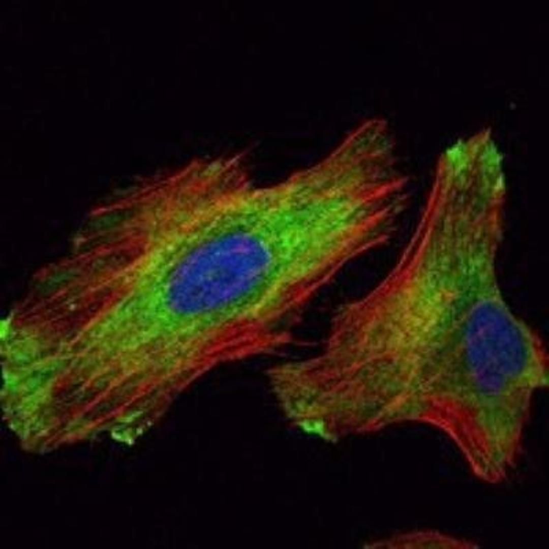 Immunocytochemistry/Immunofluorescence: WIF-1 Antibody (1G5) [NBP1-51658] - Immunofluorescence analysis of Hela cells using WIF1 mouse mAb (green). Red: Actin filaments have been labeled with Alexa Fluor-555 phalloidin.