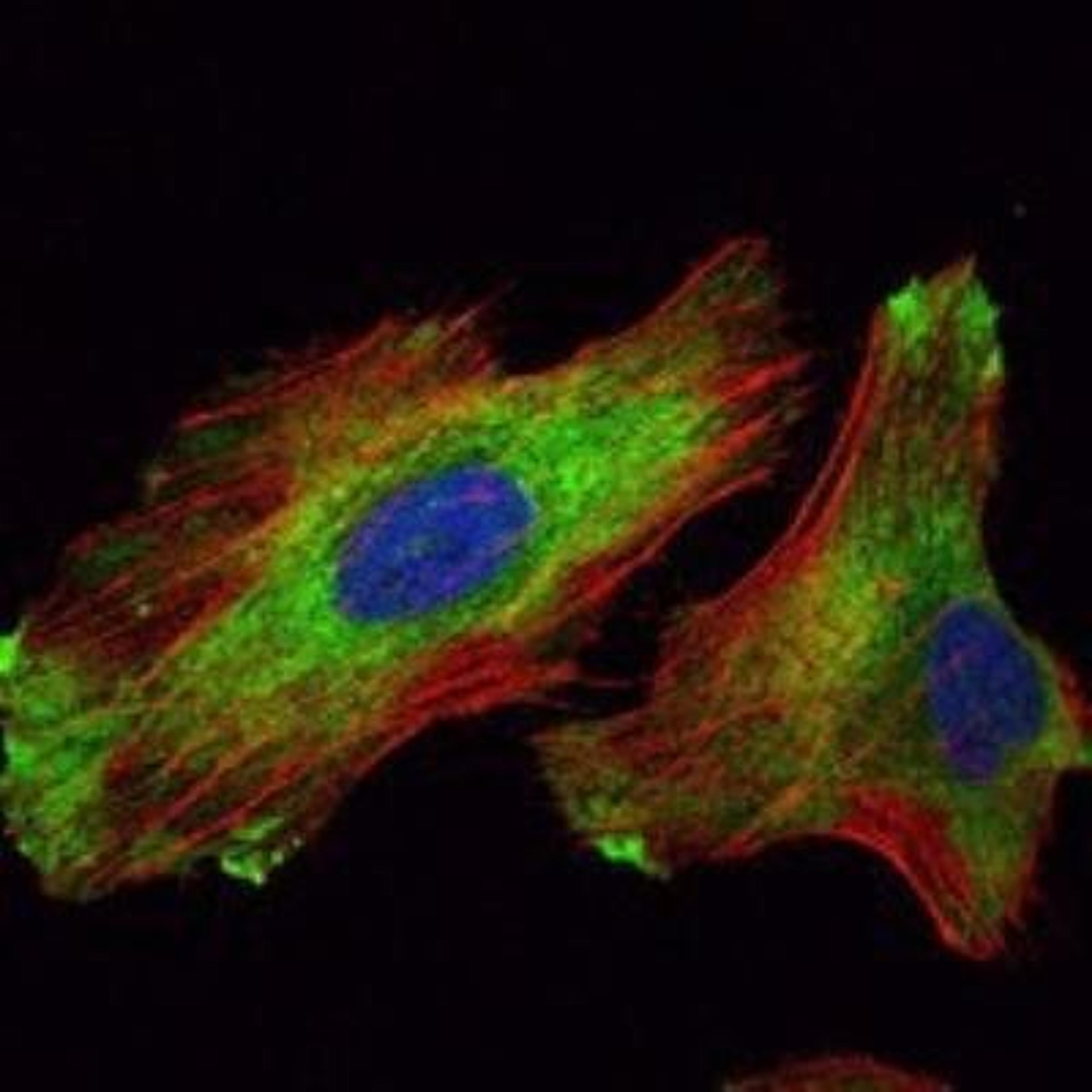 Immunocytochemistry/Immunofluorescence: WIF-1 Antibody (1G5) [NBP1-51658] - Immunofluorescence analysis of Hela cells using WIF1 mouse mAb (green). Red: Actin filaments have been labeled with Alexa Fluor-555 phalloidin.