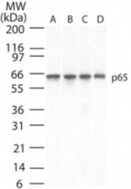 Western Blot: RelA/NFkB p65 Antibody (112A1021) [Azide Free] [NBP2-27416] - Analysis using the Biotin conjugate of NBP2-27416. Detection of NF-kB (p65) using NB100-56055 at 2 ug/ml in 30 ug of A) Ramos, B) Daudi, C) HeLa and D) mouse NIH 3T3 cell lysate.