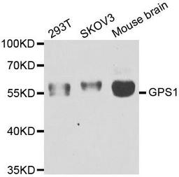 Western blot analysis of extracts of various cell lines using GPS1 antibody