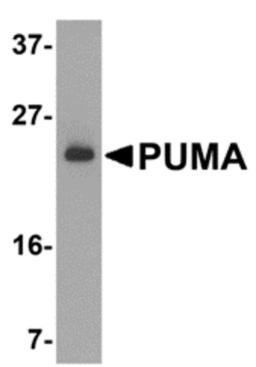 <strong>Figure 1 Western Blot Validation of PUMA in K562 Cells</strong><br>
Loading: 15 &#956;g of lysates per lane.
Antibodies: 3043 (2 &#956;g/mL), 1 h incubation at RT in 5% NFDM/TBST.
Secondary: Goat anti-rabbit IgG HRP conjugate at 1:10000 dilution
