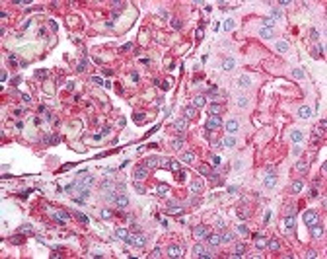 Immunohistochemistry staining of beta Actin in kidney tissue using beta Actin Antibody.